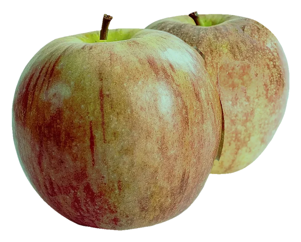 Northern Spy apples